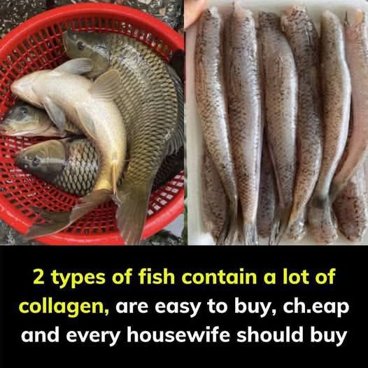 2 Types of Fish That Contain a Lot of Collagen, Are Easy to Buy, and Cheap