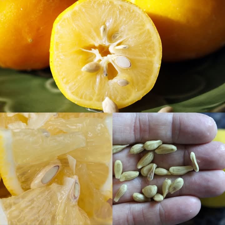 Natural Headache Remedy with Seeds