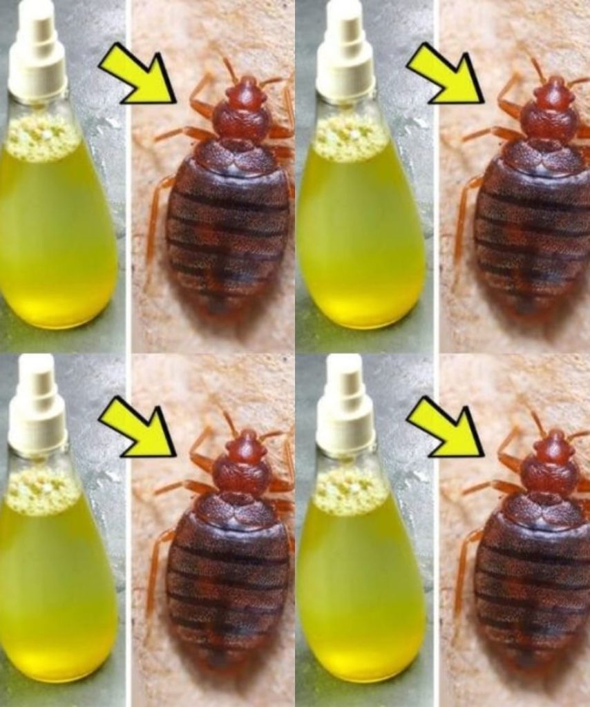 Say Goodbye to Bugs in Your Garden: Natural Ways to Keep Them Away Without Chemical Pesticides