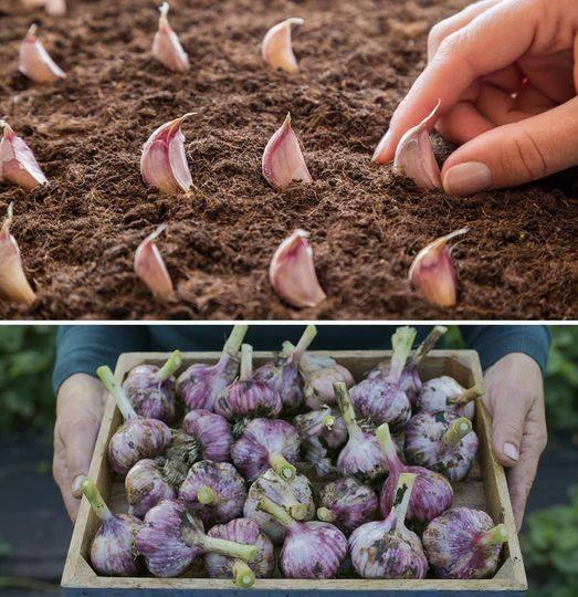 How to grow garlic in pots to have an unlimited supply