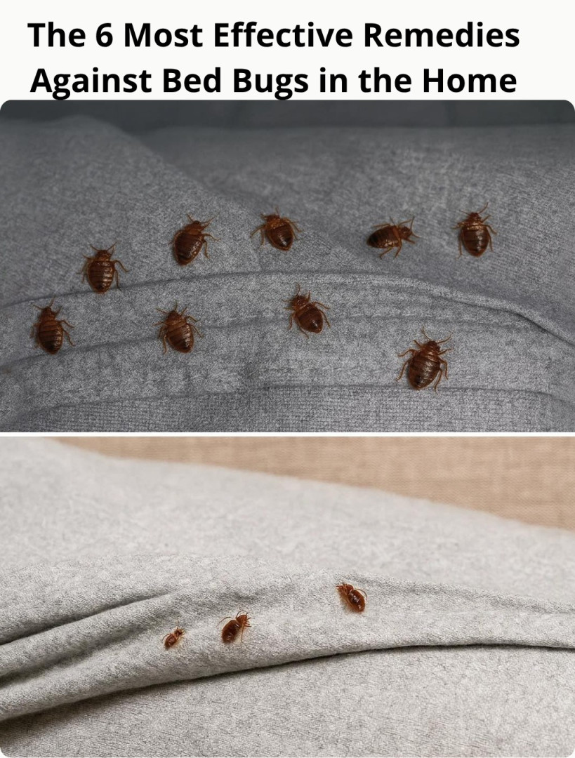 The 6 Most Effective Remedies Against Bed Bugs at Home