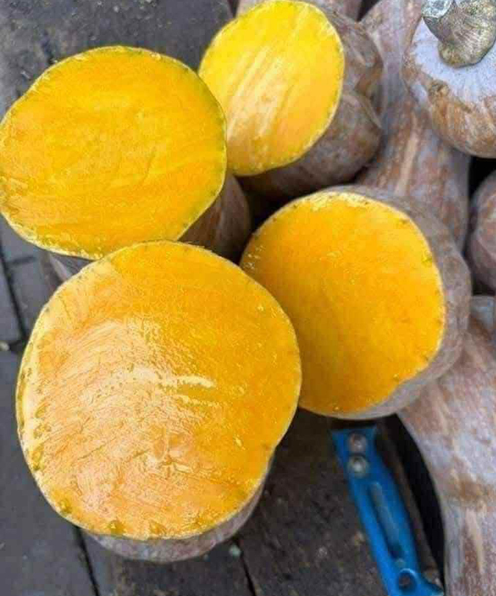 Doctors reveal that eating pumpkin causes …