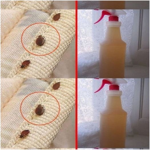 Get Rid of Bed Bugs for Good by Using Alcohol to Clean Your Mattress