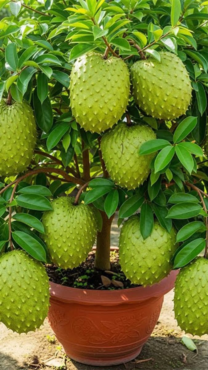 Did you know that with soursop leaf we can prevent with…