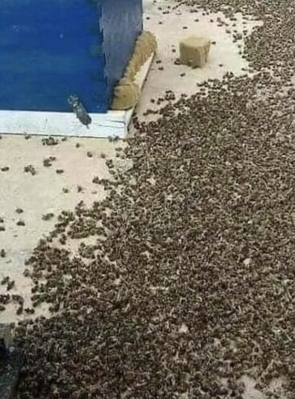 The Importance of Bees and Their Role in Supporting Nature