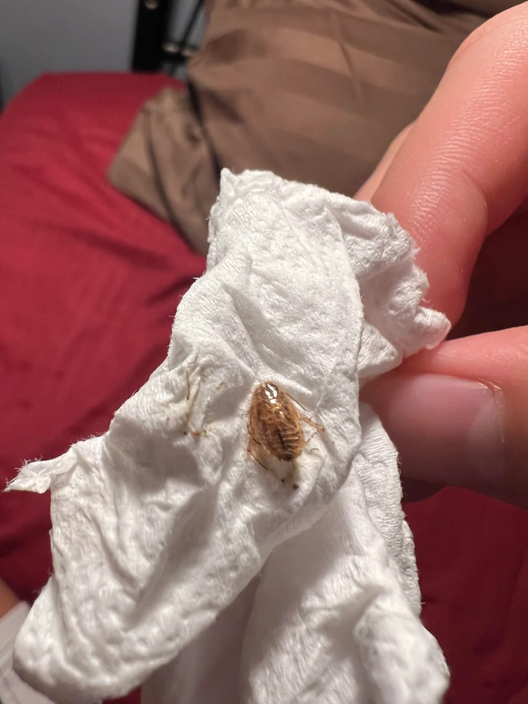 I just found this stuff on my bed, it’s making me a little scared, what is it?